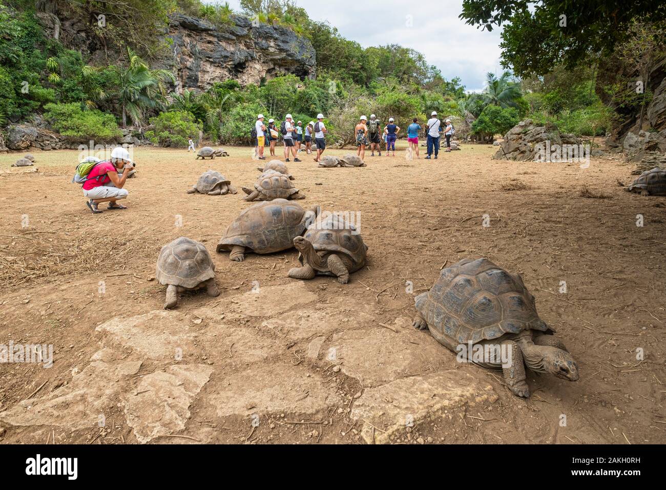 Mauritius, Rodrigues island, François Leguat Reserve, giant tortoises reserve Stock Photo