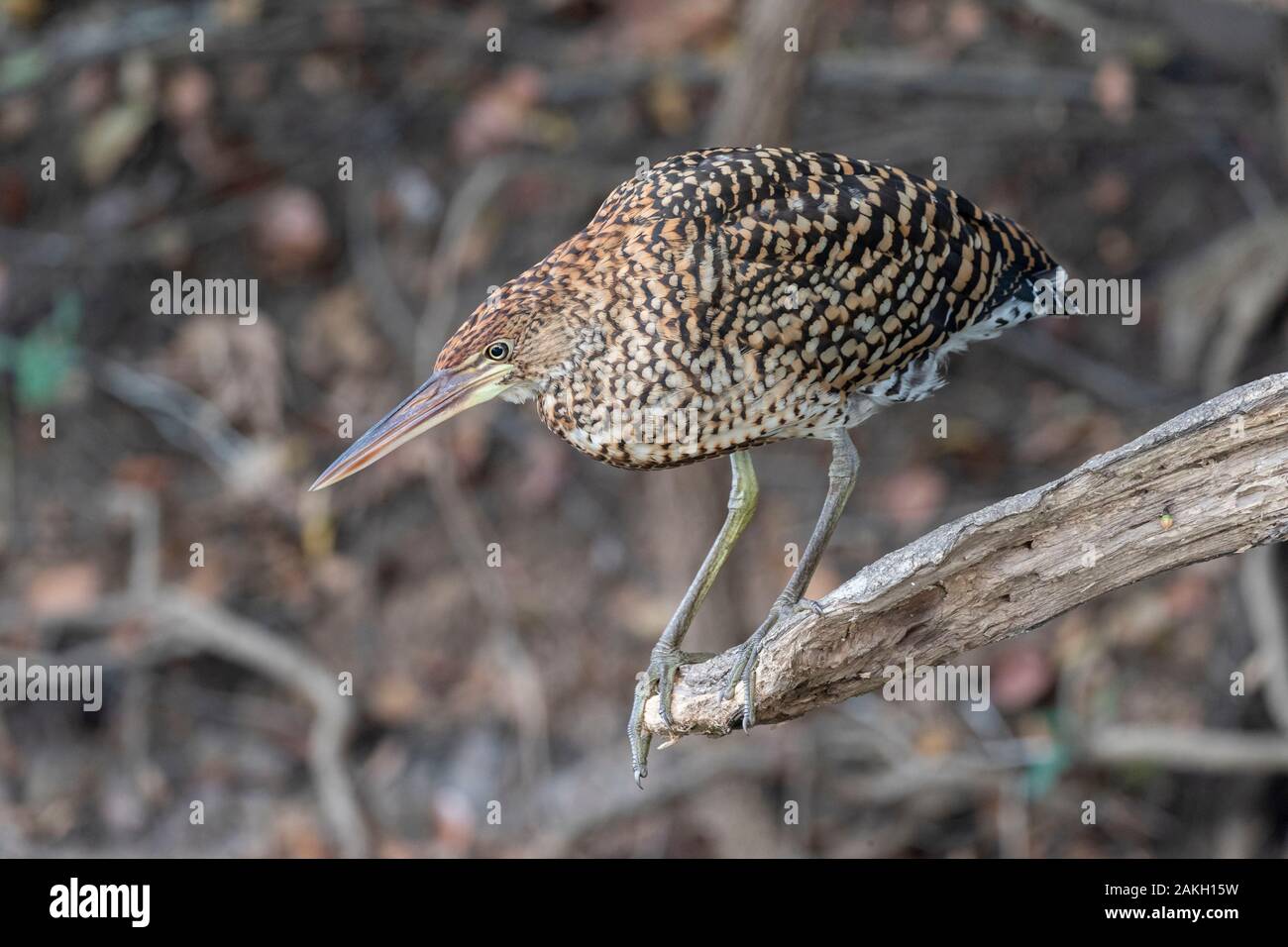 Brazil, Mato Grosso, Pantanal area , Rufescent Tiger Heron (Tigrisoma ...