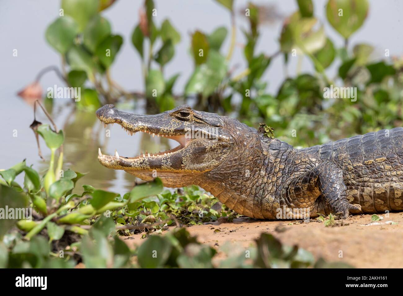 Brazil, Mato Grosso, Pantanal area, Spectacled caiman (Caiman crocodilus), Stock Photo