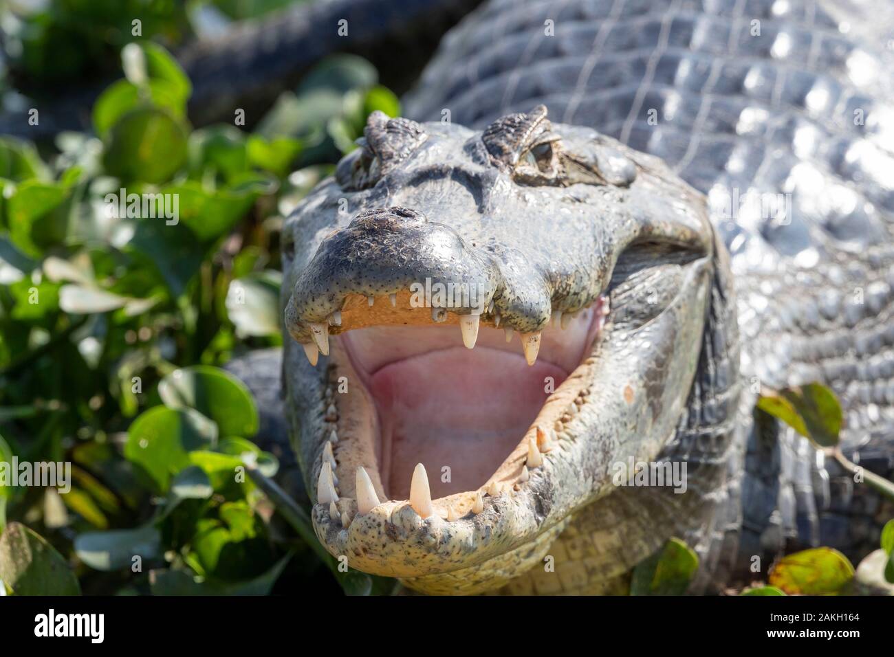 Brazil, Mato Grosso, Pantanal area, Spectacled caiman (Caiman crocodilus), Stock Photo