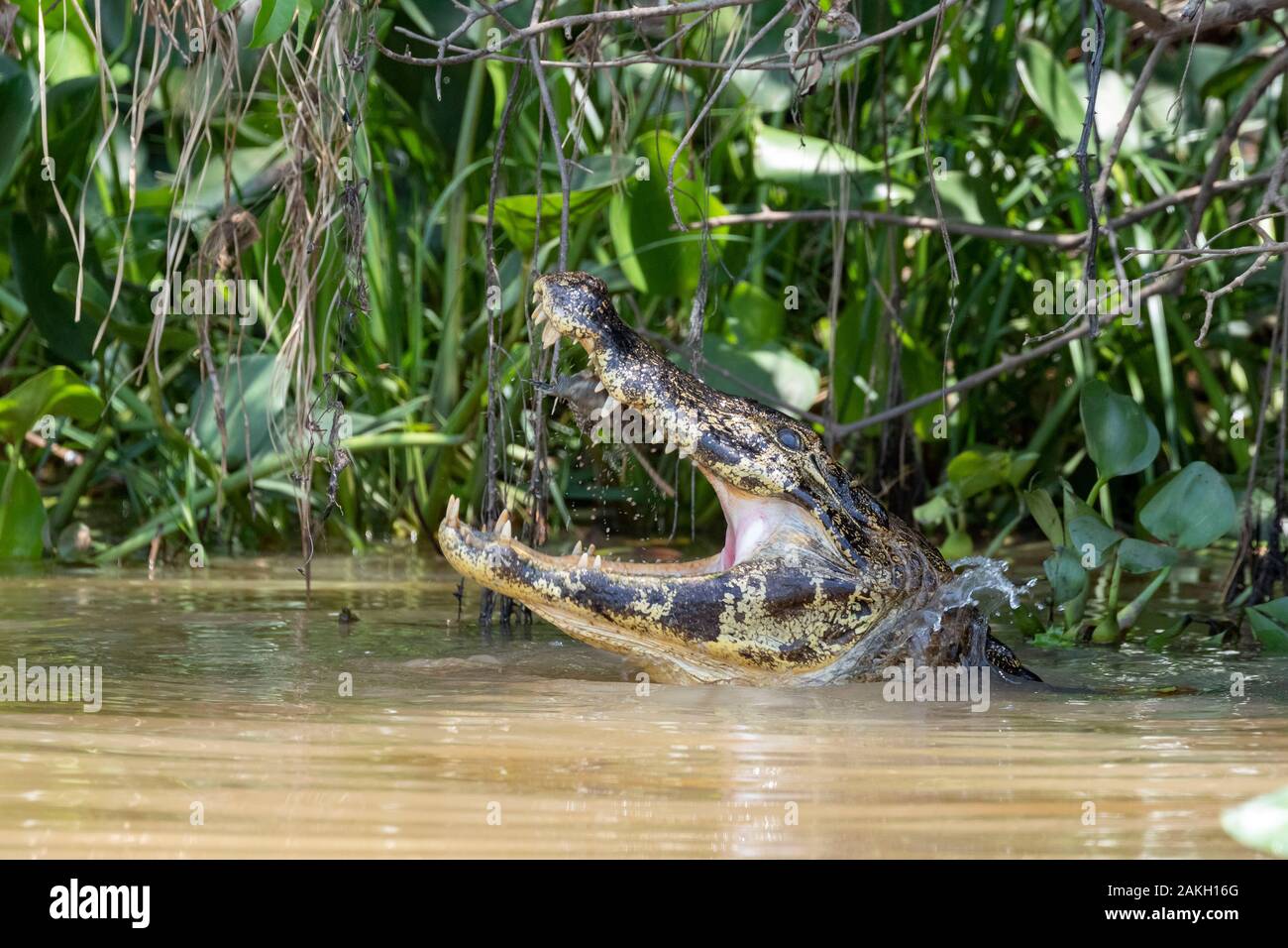Brazil, Mato Grosso, Pantanal area, Spectacled caiman (Caiman crocodilus), eating a fish Stock Photo