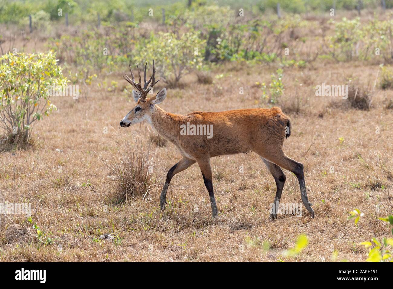 Brazil, Mato Grosso, Pantanal area, Marsh Deer (Blastocerus dichotomus), male Stock Photo