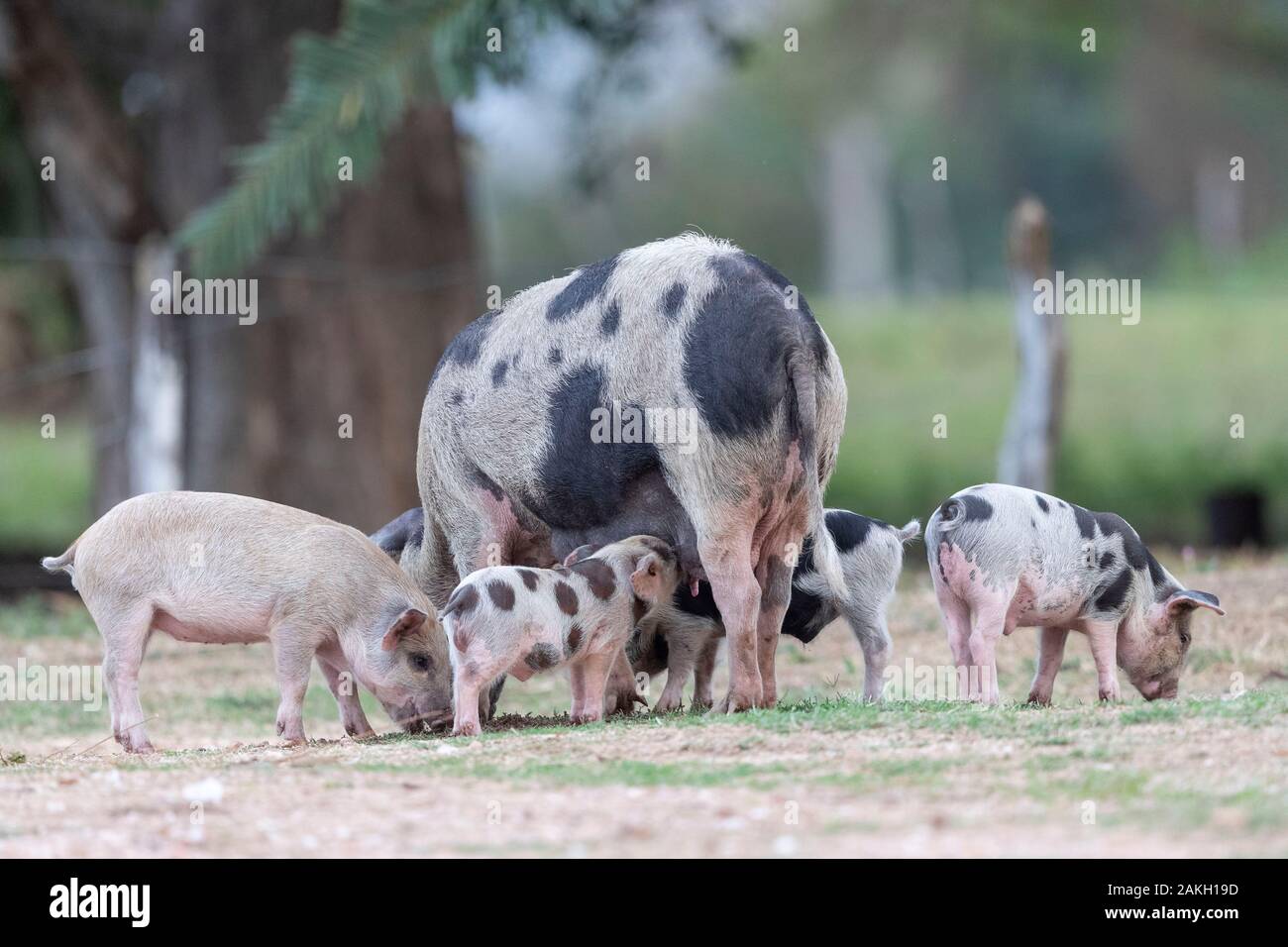 Brazil, Mato Grosso, Pantanal area, Domestic Pig Stock Photo