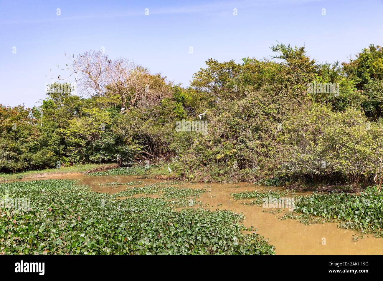 Brazil, Mato Grosso, Pantanal area, river Cuiaba Stock Photo