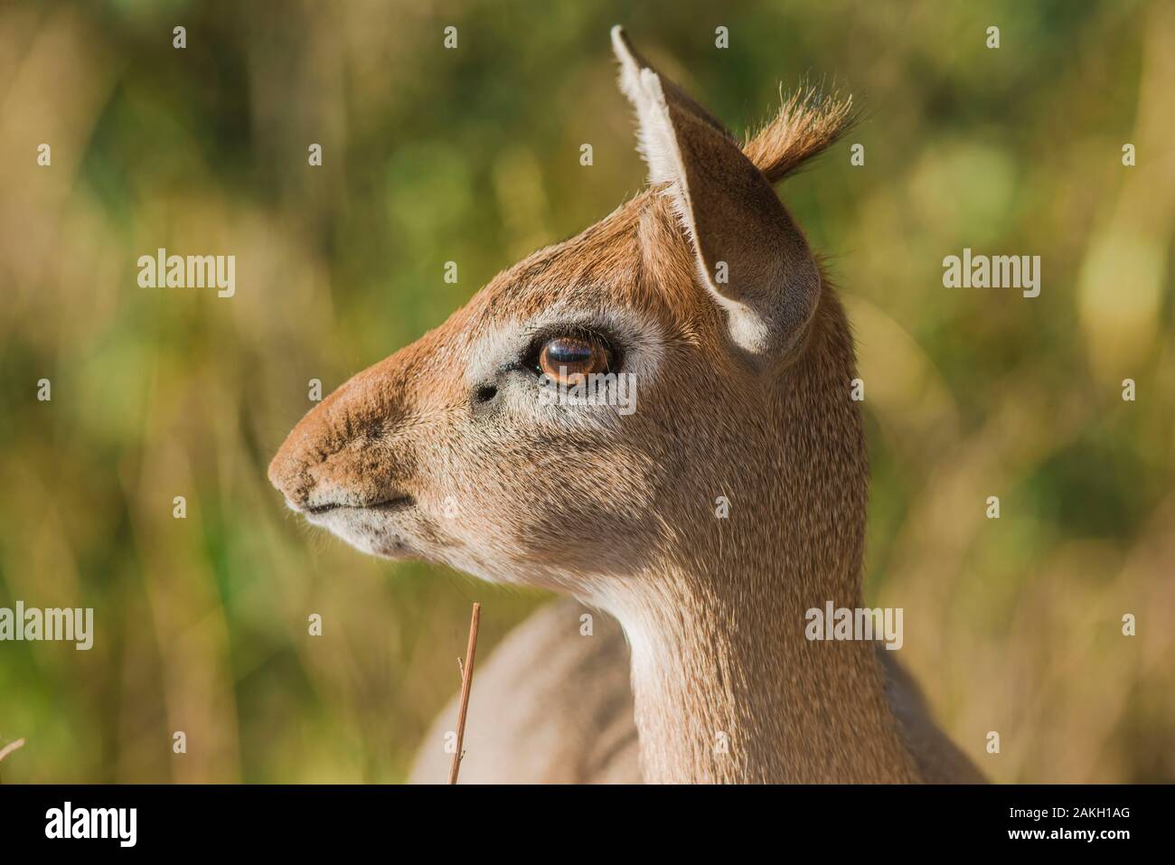 Namibia, Erongo province, Erindi Private Game Reserve, Dik-Dik Stock Photo  - Alamy