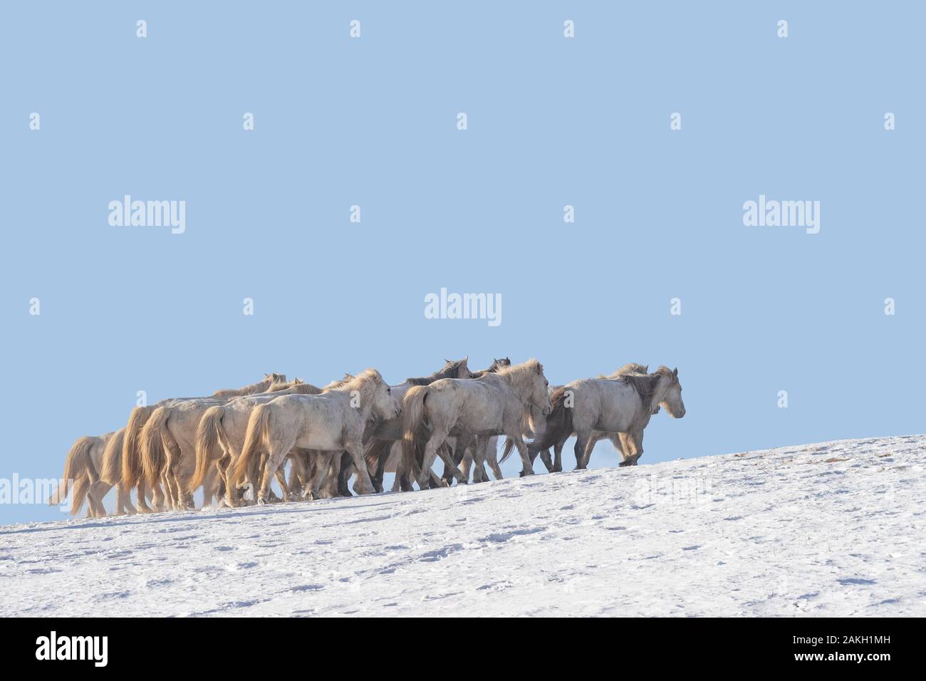 China, Inner Mongolia, Hebei Province, Zhangjiakou, Bashang Grassland, horses in a meadow covered by snow Stock Photo