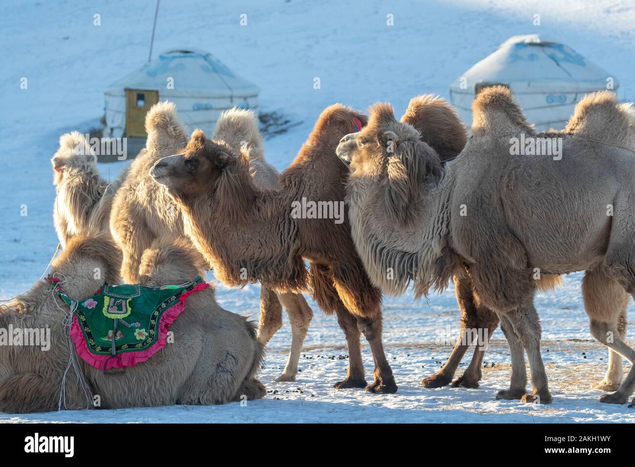 China, Inner Mongolia, Hebei Province, Zhangjiakou, Bashang Grassland, Bactrian camel (Camelus bactrianus) Stock Photo