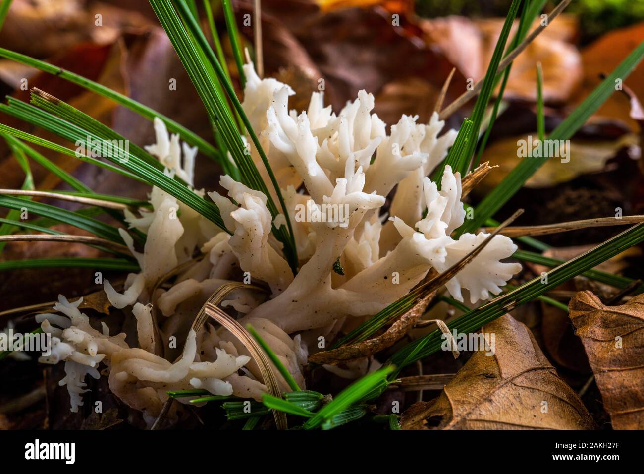 France, Somme, Crecy en Ponthieu, Crecy Forest, forest mushrooms, ramaria formosa Stock Photo