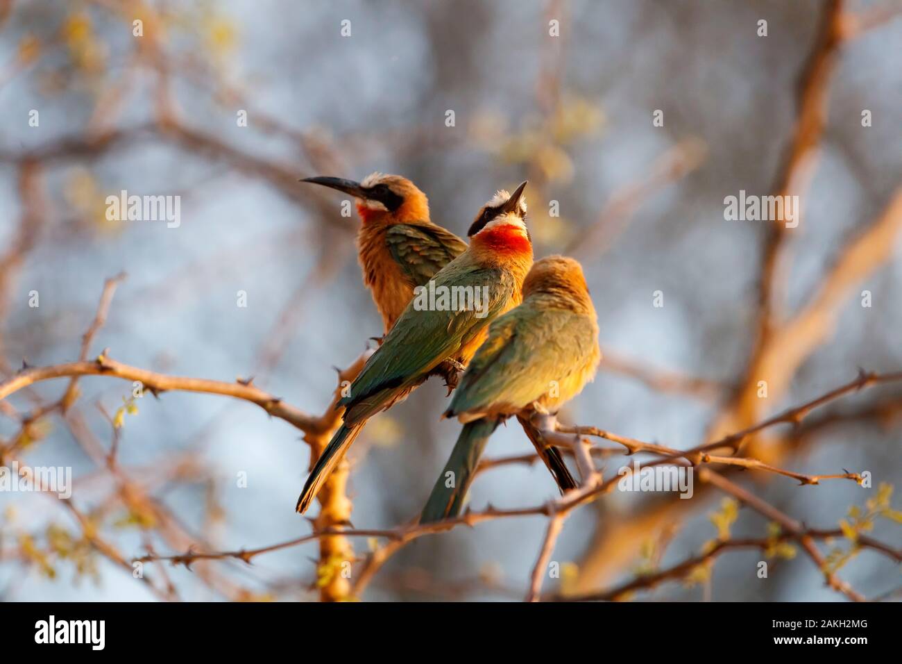 Namibia, Kavango province, Bwabwata National Park, White fronted Bee ...