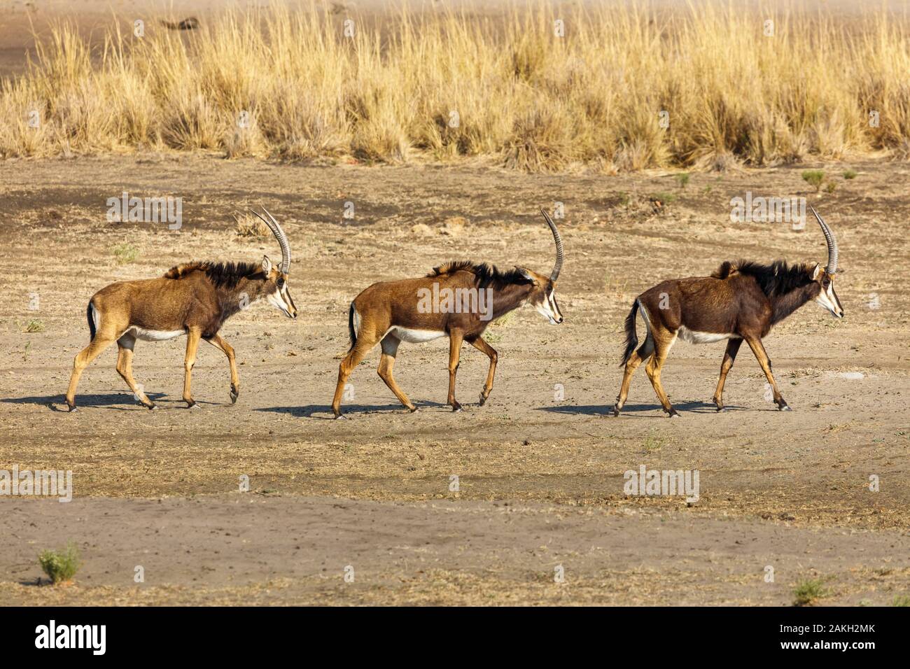 Namibia, Kavango province, Bwabwata National Park, sable antelopes female (Hippotragus niger) Stock Photo