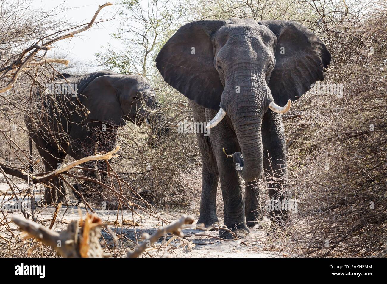 Namibia, Kavango province, Bwabwata National Park, african bush elephant (Loxodonta africana) Stock Photo