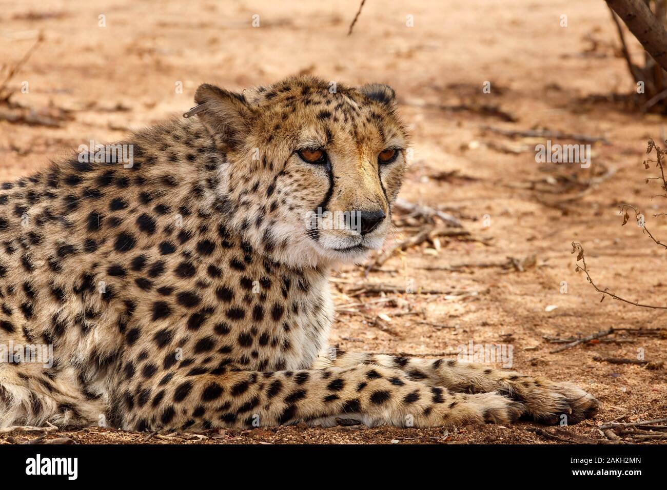 Namibia, Otjozondjupa province, Otjiwarango, Cheetah Conservation Fund, cheetah (Acinonyx jubatus) Stock Photo