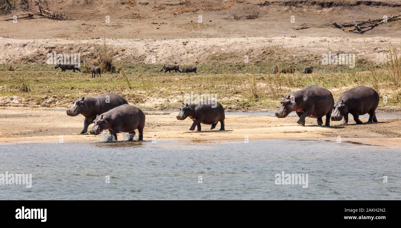 Namibia, Kavango province, Bwabwata National Park, common hippopotamus or hippos near the Okavango river (Hippopotamus amphibius) Stock Photo