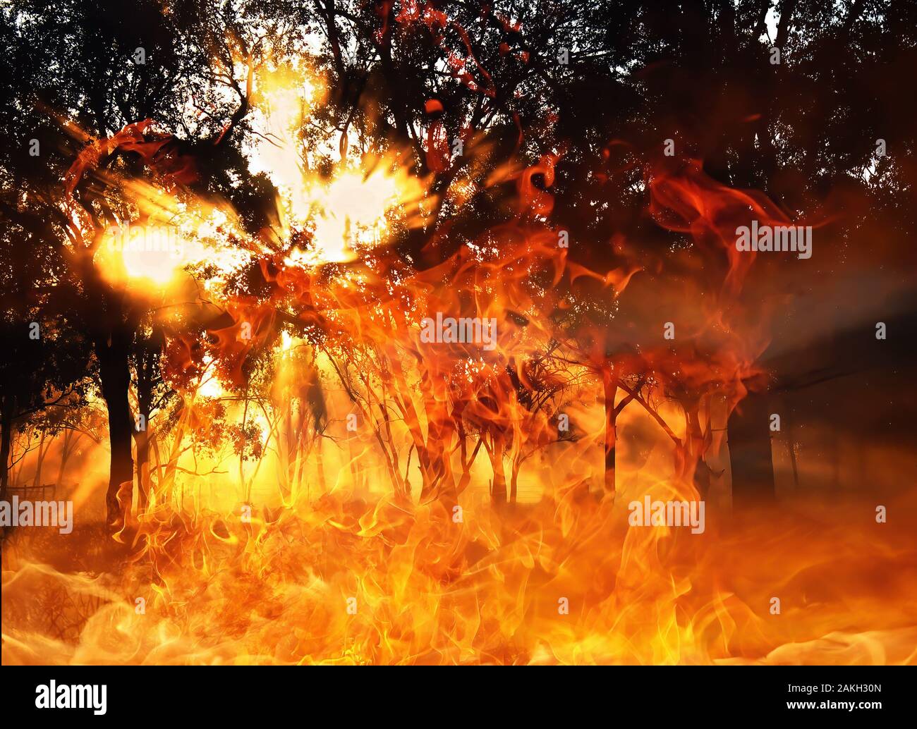 Australian animals in bushfire hires stock photography and images Alamy