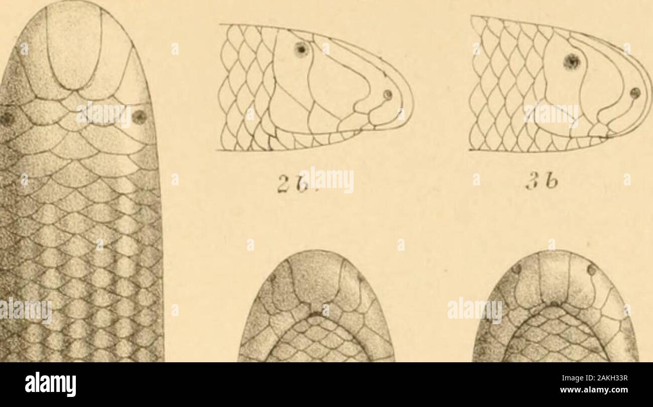 Catalogue of the snakes in the British Museum (Natural History) .. . 5a &lt;in J. Greeiv del et liiK. )iitn±.em. Bros. ittu. 7 TI]n.-i pciet-^u 2.1leJniiIIIhi/ihi^- (fiirjitlnin .o.lvjtlilcji.^ he/MoTia£.^.IvpJi/.cp^ lenco/Hfla.^- o .lji/ifp.yi jcitioni . CTy/JUrps f/uropT-cclu^. BPJT.MUS.N.fi. /•/. //.. Stock Photo