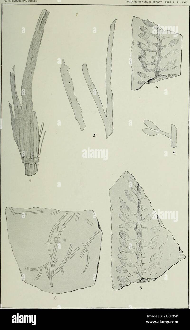 Annual report of the United States Geological Survey to the Secretary of the Interior . PODOZAMITES, FROM THE JURASSIC OF OROVILLE, CALIFORNIA. UBRMRV OF THE UNIVERSITY ef LLNOlb. PLATE LXV. PLATE L X V. Page Figs. 1,2. Baikra multifida Font.? 361 Fig. 3. Pints Nokdenskioldi Heer? 362 Figs. 4-6. Carpolithus Stokrsii Font 363 520. MISCELLANEOUS PLANTS FROM THE JURASSIC OF OROVILLE, CALIFORNIA. LIBRARY OF THE UNIVERSITY ef ILLINOIS. PLATE LXVI. PLATE LXVI. Page. Figs. 1, 2. Pagiophyllum Williamsonis (Brongn.) Font 362 Fig. 3. Ctexophyllum grandifolium Storrsii Font 359 Fig. 4. Podozamites lanc Stock Photo