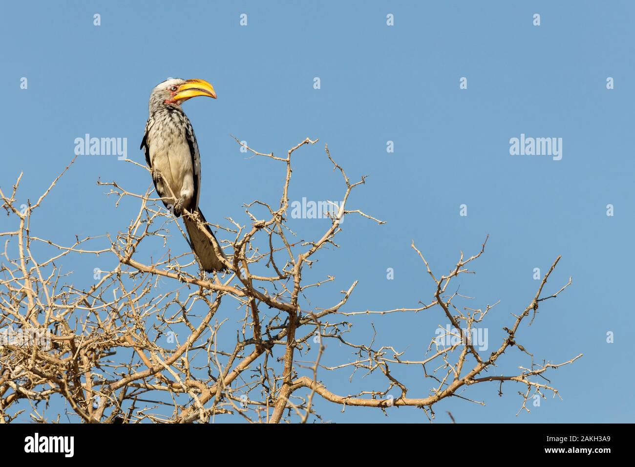 Namibia, Erongo province, Spitzkoppe, Southern yellow billed hornbill (Tockus leucomelas) Stock Photo