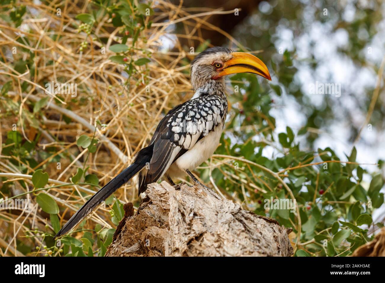 Namibia, Erongo province, Brandberg, Southern yellow billed hornbill (Tockus leucomelas) Stock Photo