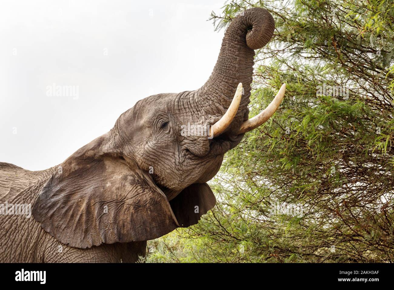 Namibia, Erongo province, Brandberg, desert elephant (Loxodonta africana) eating branches Stock Photo