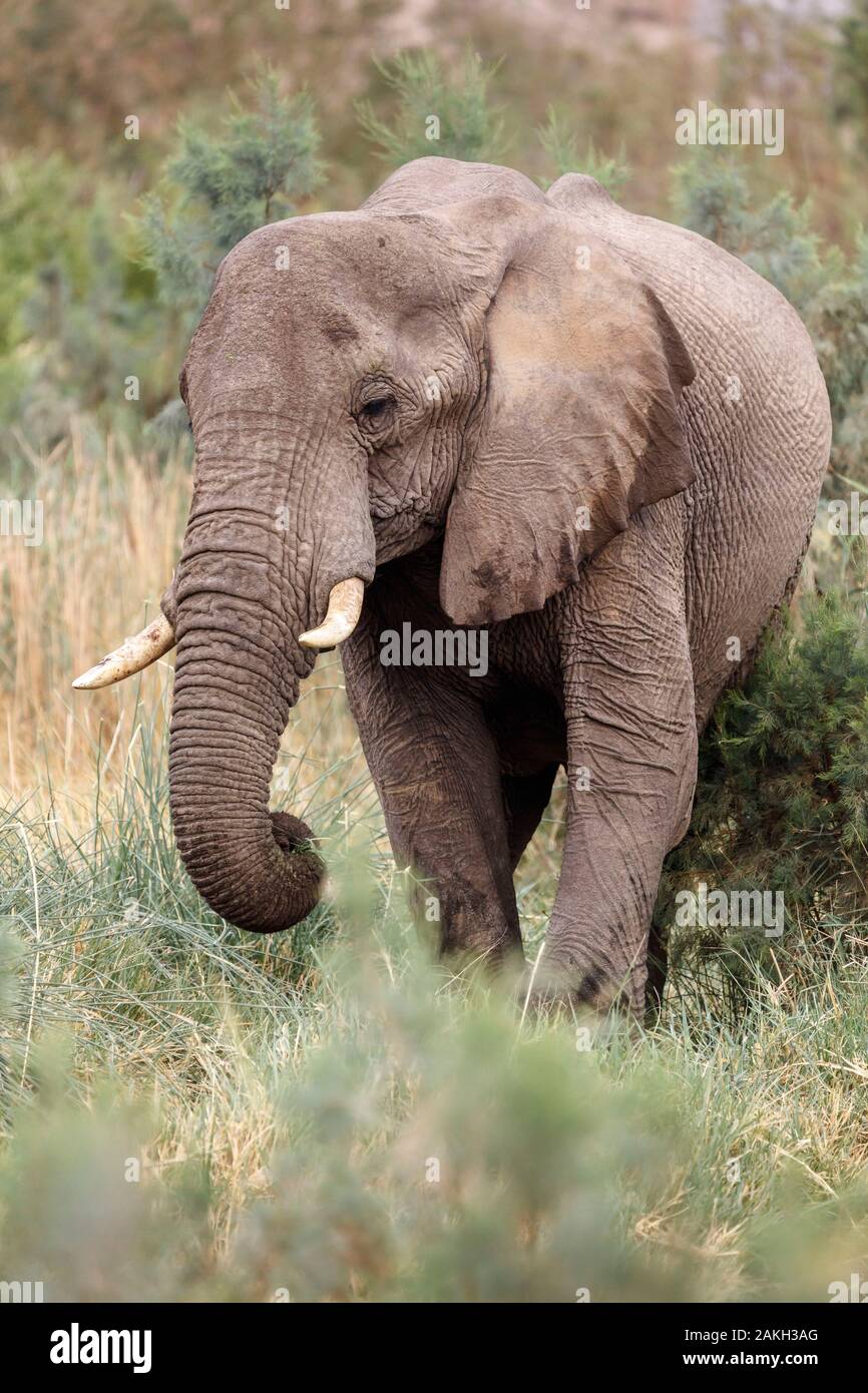 Namibia, Erongo province, Brandberg, desert elephant (Loxodonta africana) Stock Photo