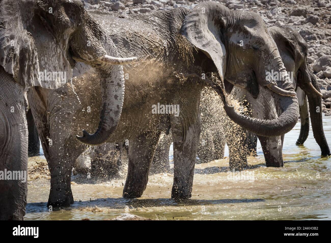 Namibia, Oshikoto province, Etosha National Park, african bush elephants in a water hole (Loxodonta africana) Stock Photo