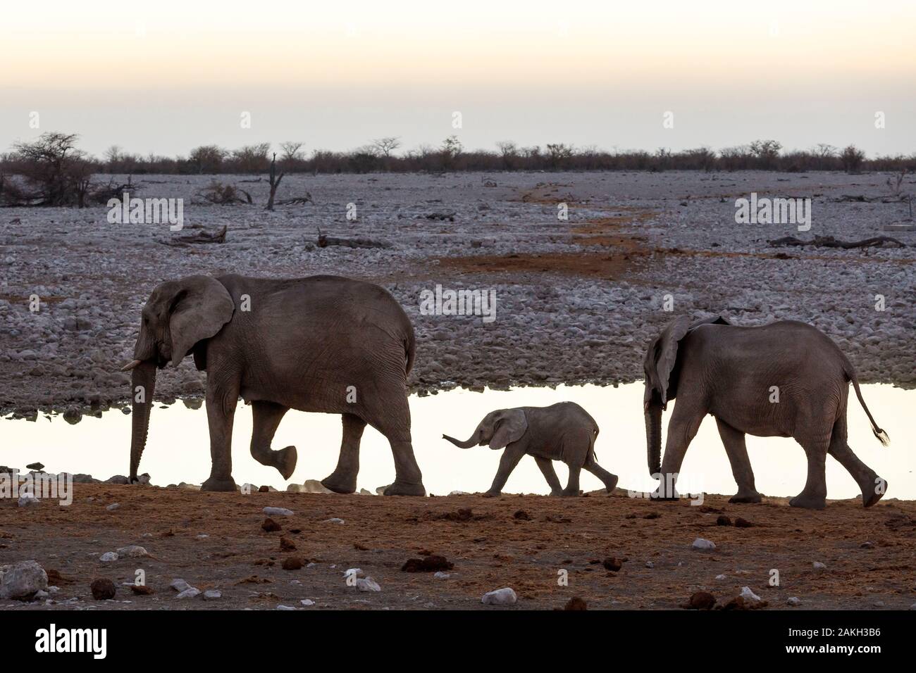 African safari sunset hi-res stock photography and images - Alamy