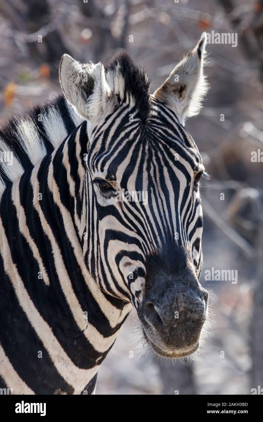 Namibia, Oshikoto province, Etosha National Park, Burchell's zebra (Equus quagga burchellii) Stock Photo
