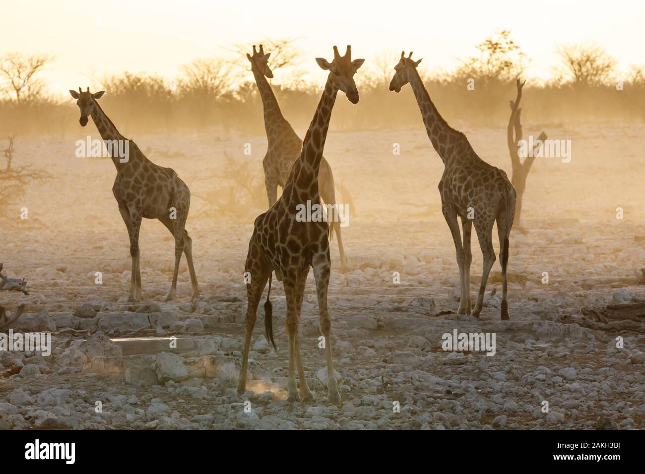 Namibia, Oshikoto province, Etosha National Park, giraffes (Giraffa camelopardalis) at sunset Stock Photo