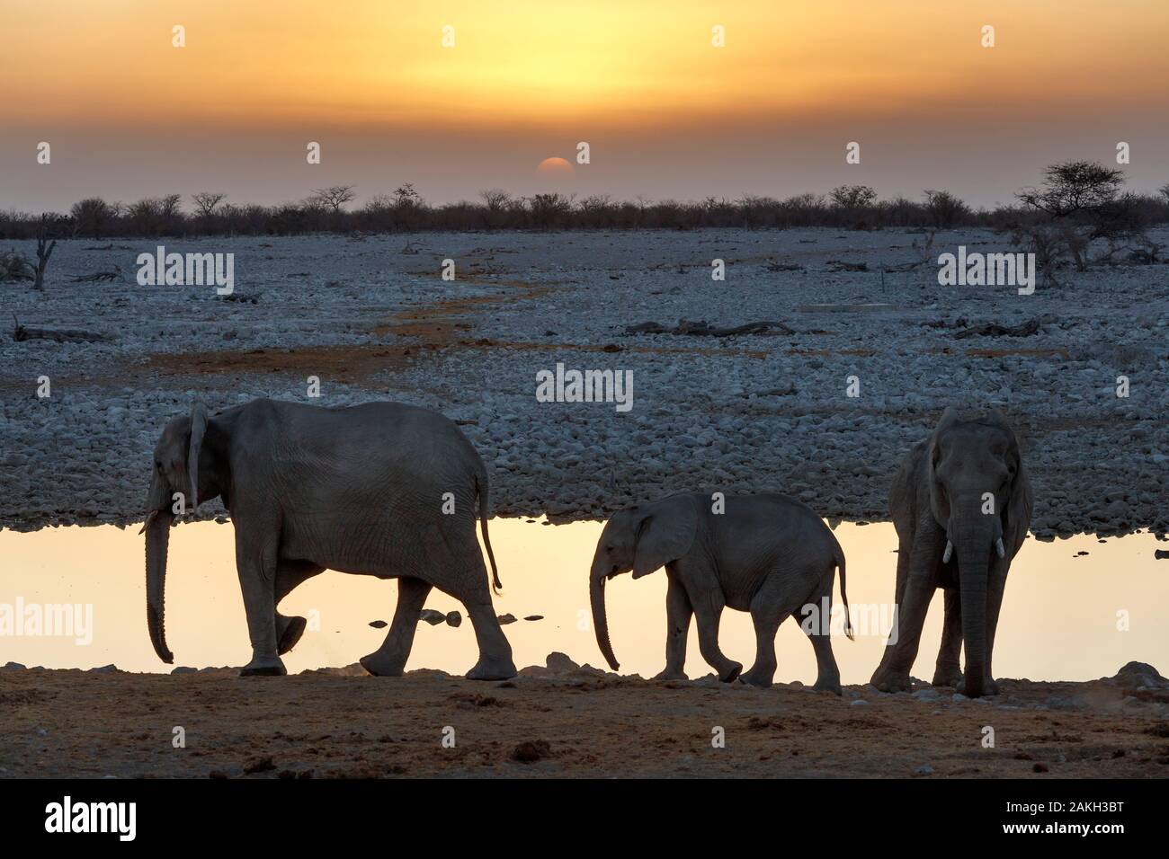 Namibia, Oshikoto province, Etosha National Park, african bush elephant family (Loxodonta africana) near a water hole at sunset Stock Photo