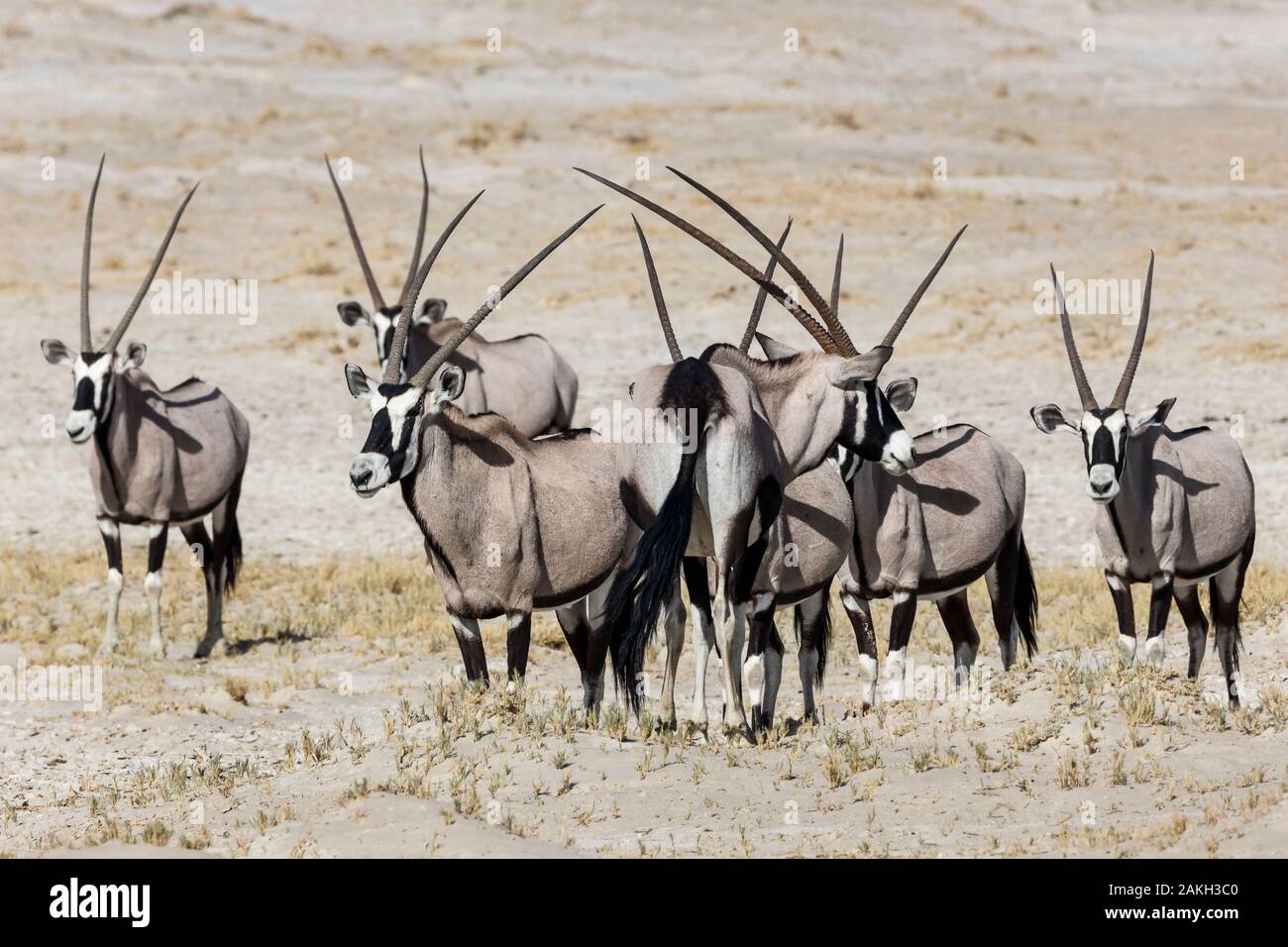 Namibia, Oshikoto province, Etosha National Park, gemsbok, gemsbuck or South African oryx herd (Oryx gazella) Stock Photo