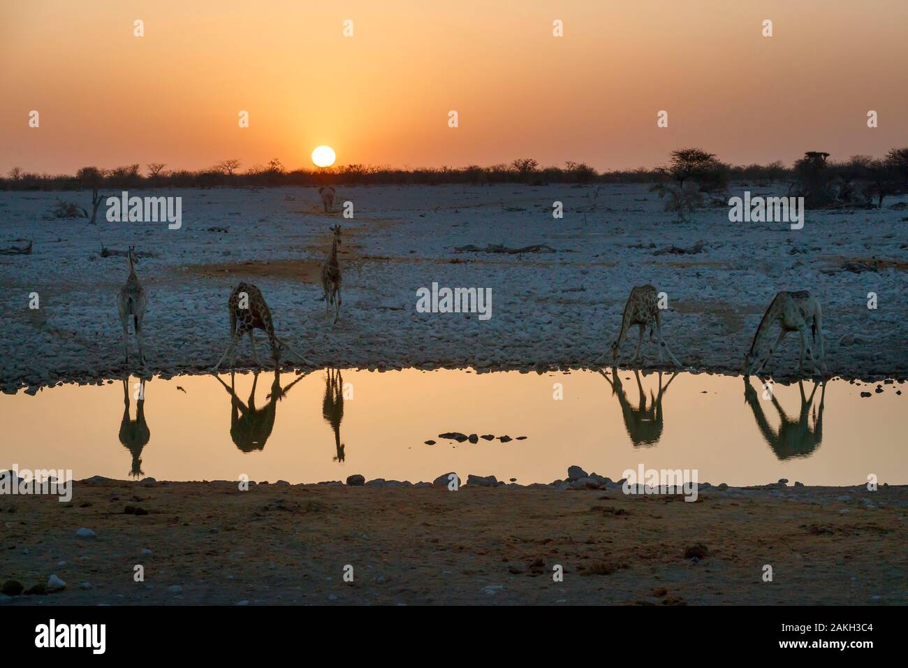 Namibia, Oshikoto province, Etosha National Park, giraffes (Giraffa camelopardalis) drinking at a water hole at sunset Stock Photo
