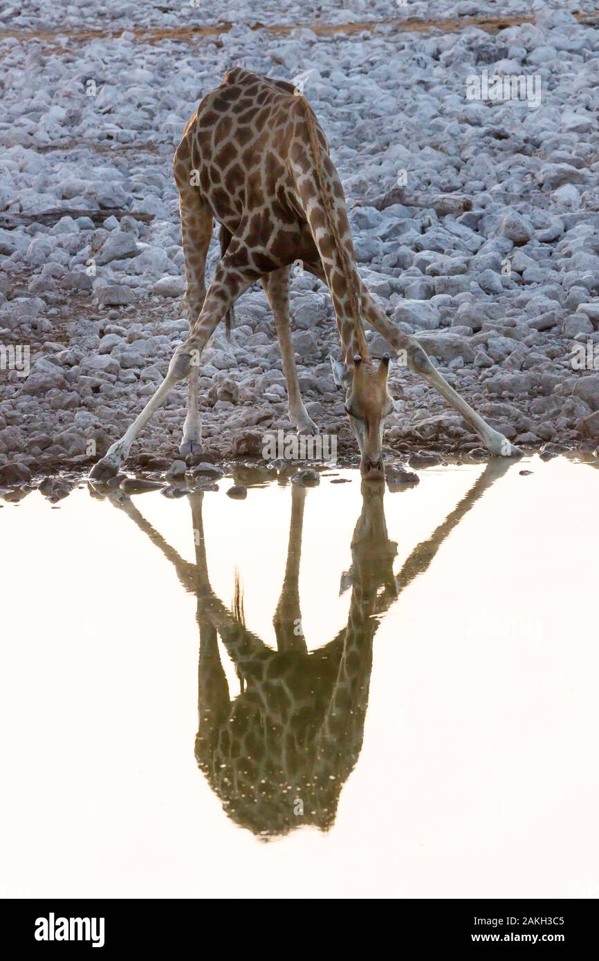 Namibia, Oshikoto province, Etosha National Park, giraffe (Giraffa camelopardalis) drinking at a water hole Stock Photo