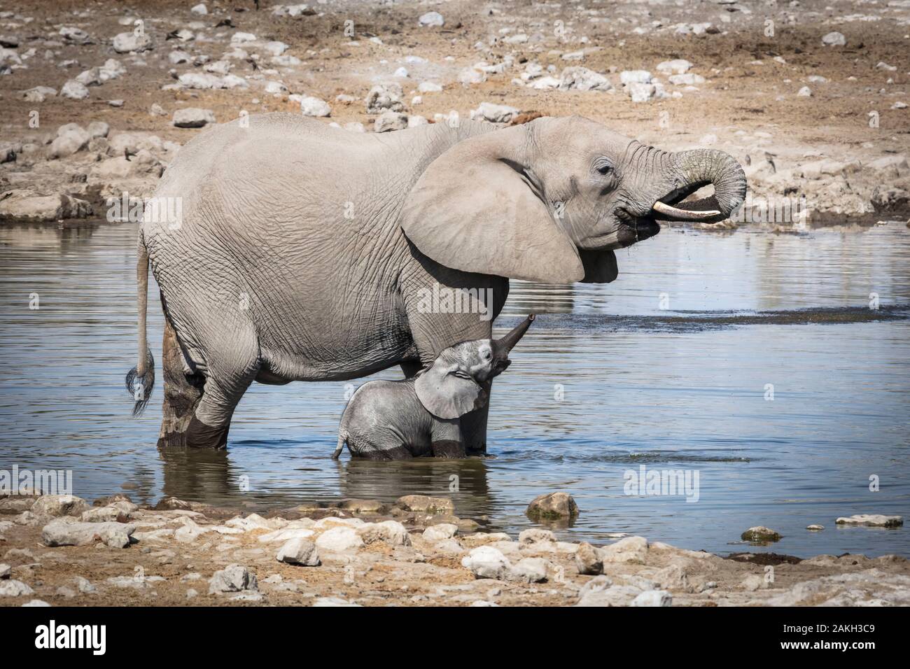 Namibia, Oshikoto province, Etosha National Park, african bush elephant (Loxodonta africana), baby elephant and his mother at a water hole Stock Photo