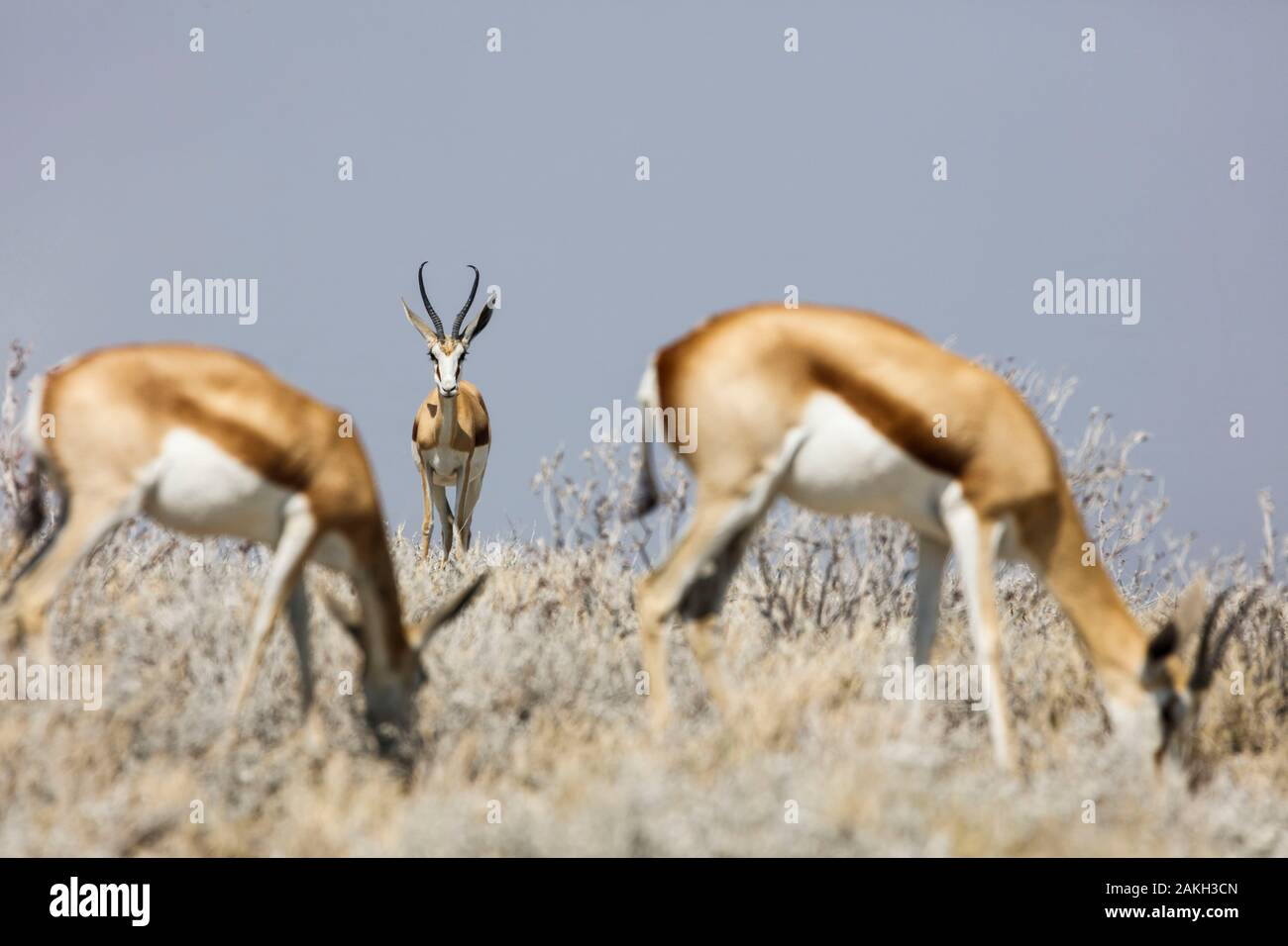 Namibia, Oshikoto province, Etosha National Park, springboks (Antidorcas marsupialis) Stock Photo