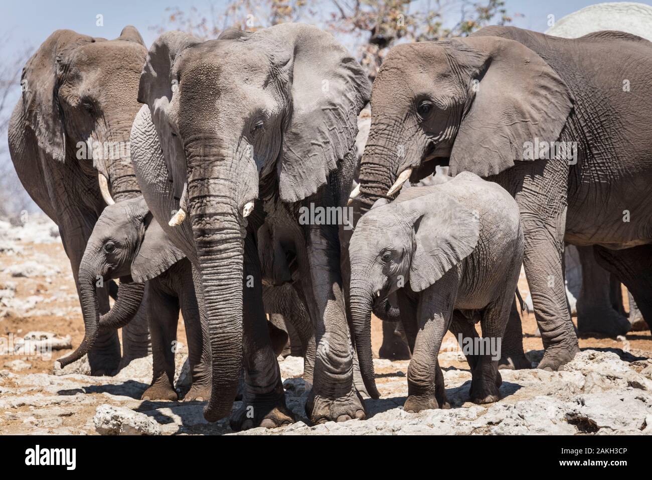 Namibia, Oshikoto province, Etosha National Park, african bush elephant (Loxodonta africana), baby elephant and his mother Stock Photo
