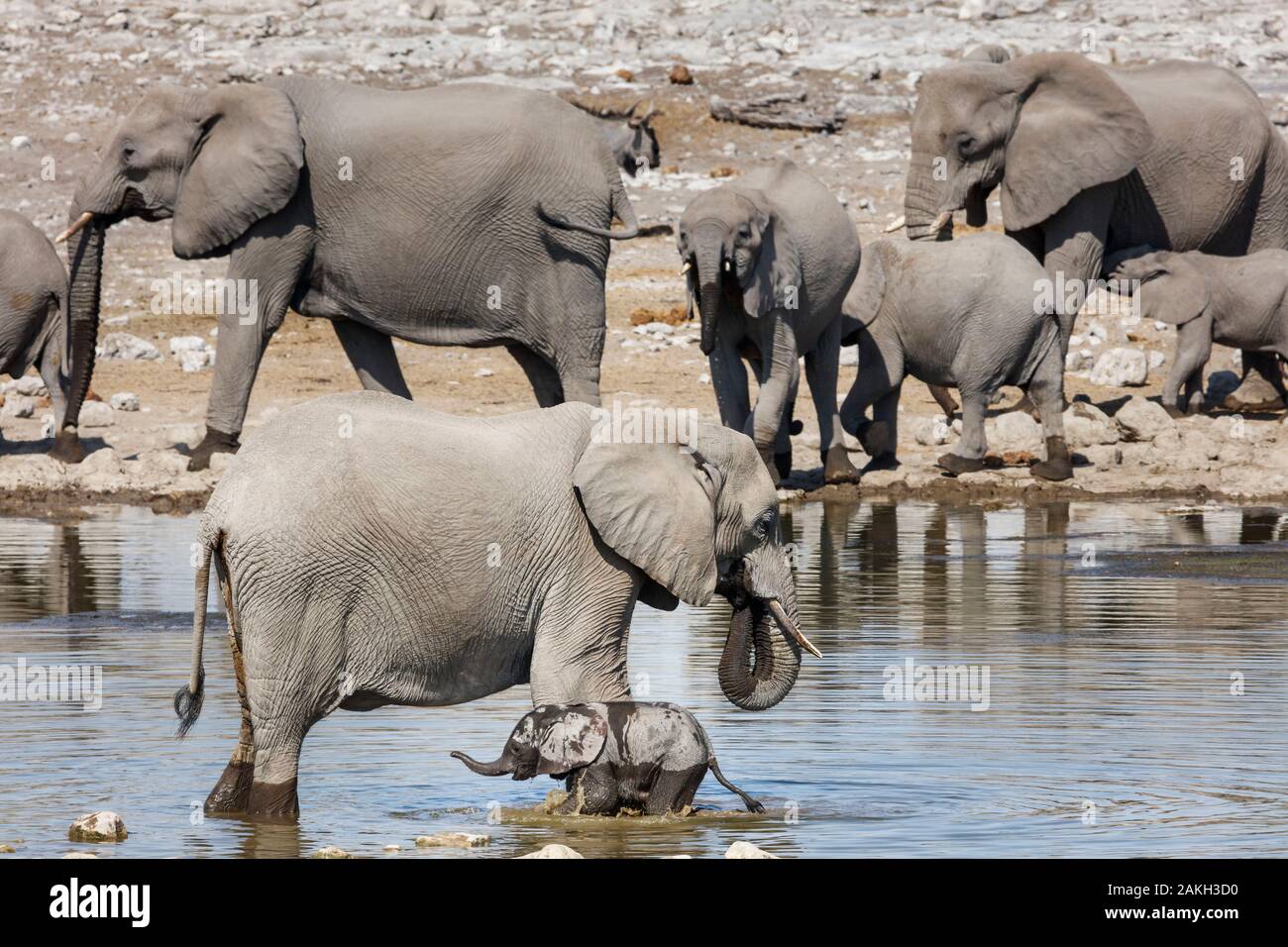 Namibia, Oshikoto province, Etosha National Park, african bush elephant (Loxodonta africana), baby elephant and his mother at a water hole Stock Photo