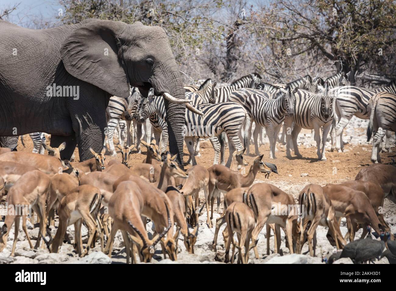 Namibia, Oshikoto province, Etosha National Park, elephant, zebras and impalas Stock Photo