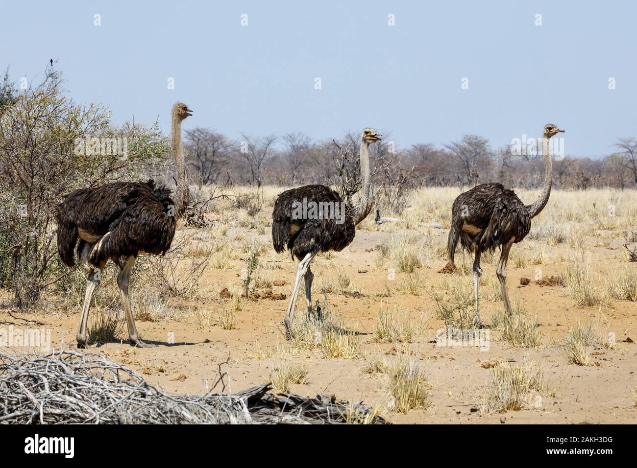 Namibia, Kavango province, Bwabwata National Park, common ostriches (Struthio camelus) Stock Photo