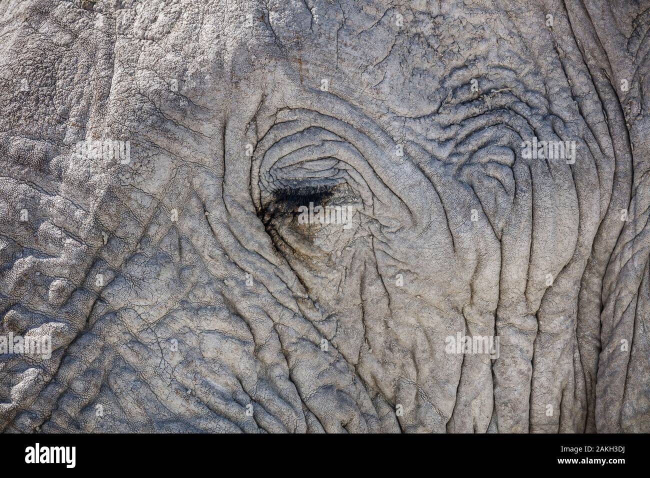 Namibia, Oshikoto province, Etosha National Park, african bush elephant eye (Loxodonta africana) Stock Photo