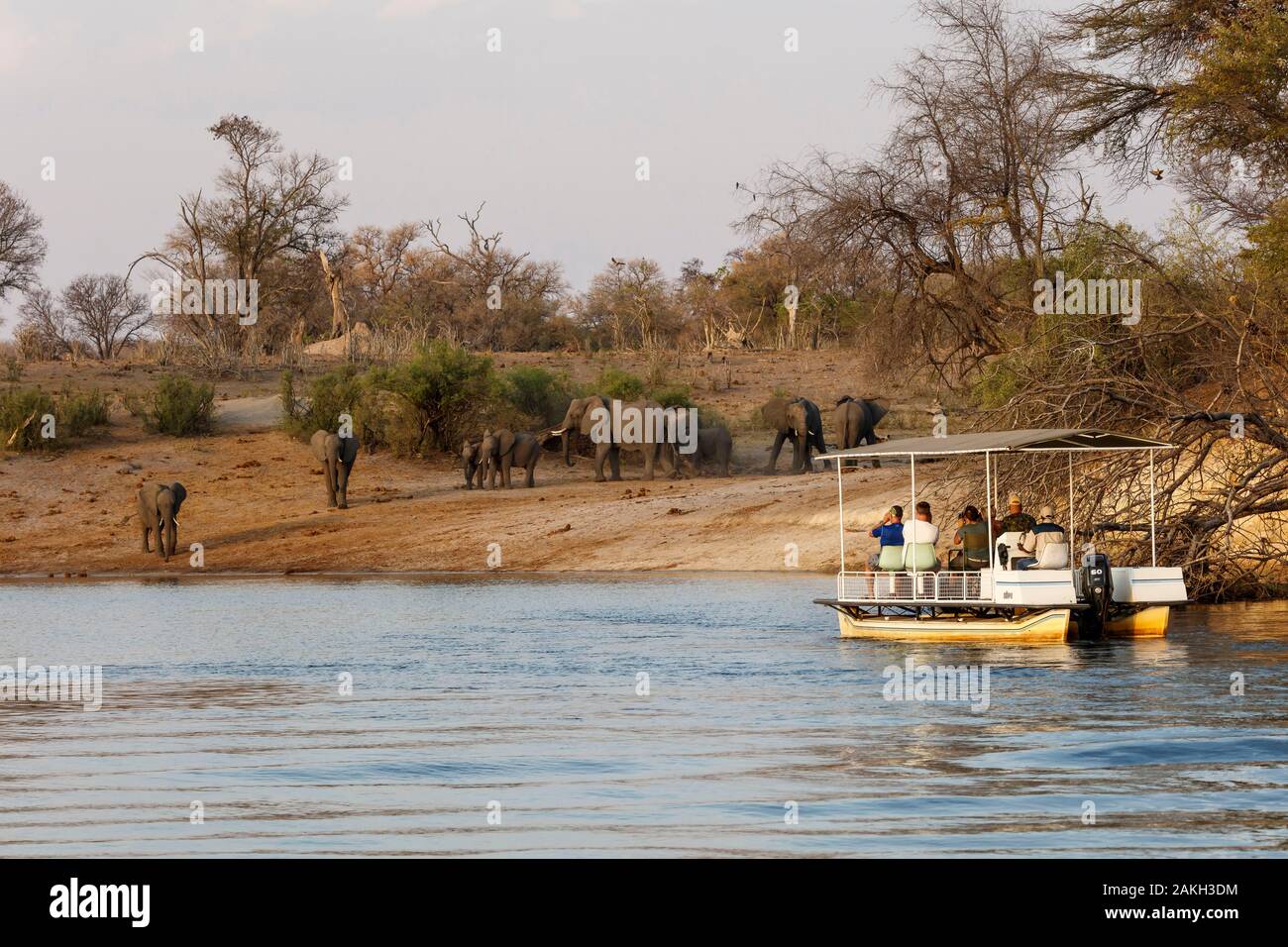 Namibia, Kavango province, Bwabwata National Park, tourists boat on the Okavango river watching elephants Stock Photo