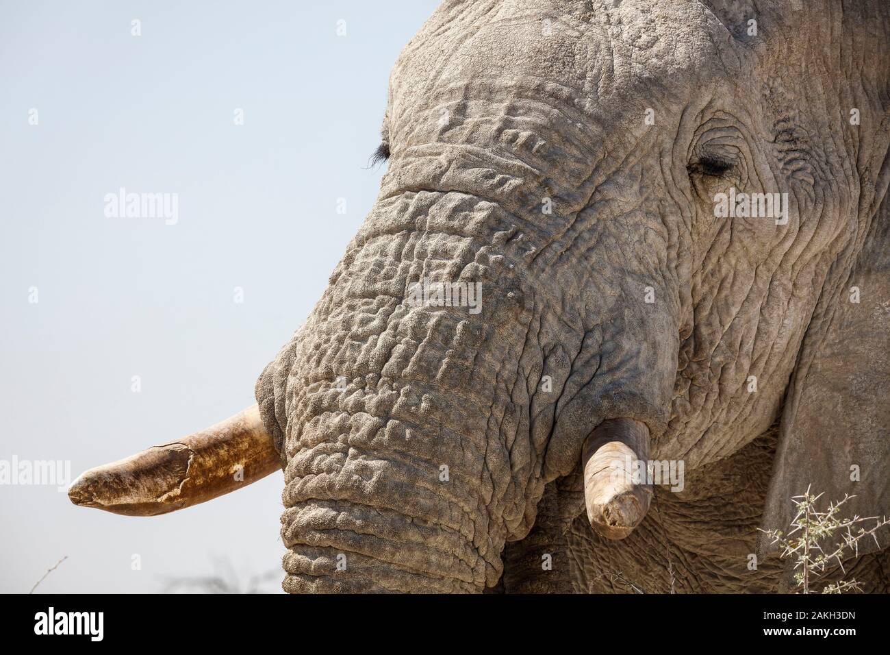 Namibia, Oshikoto province, Etosha National Park, african bush elephant (Loxodonta africana) Stock Photo