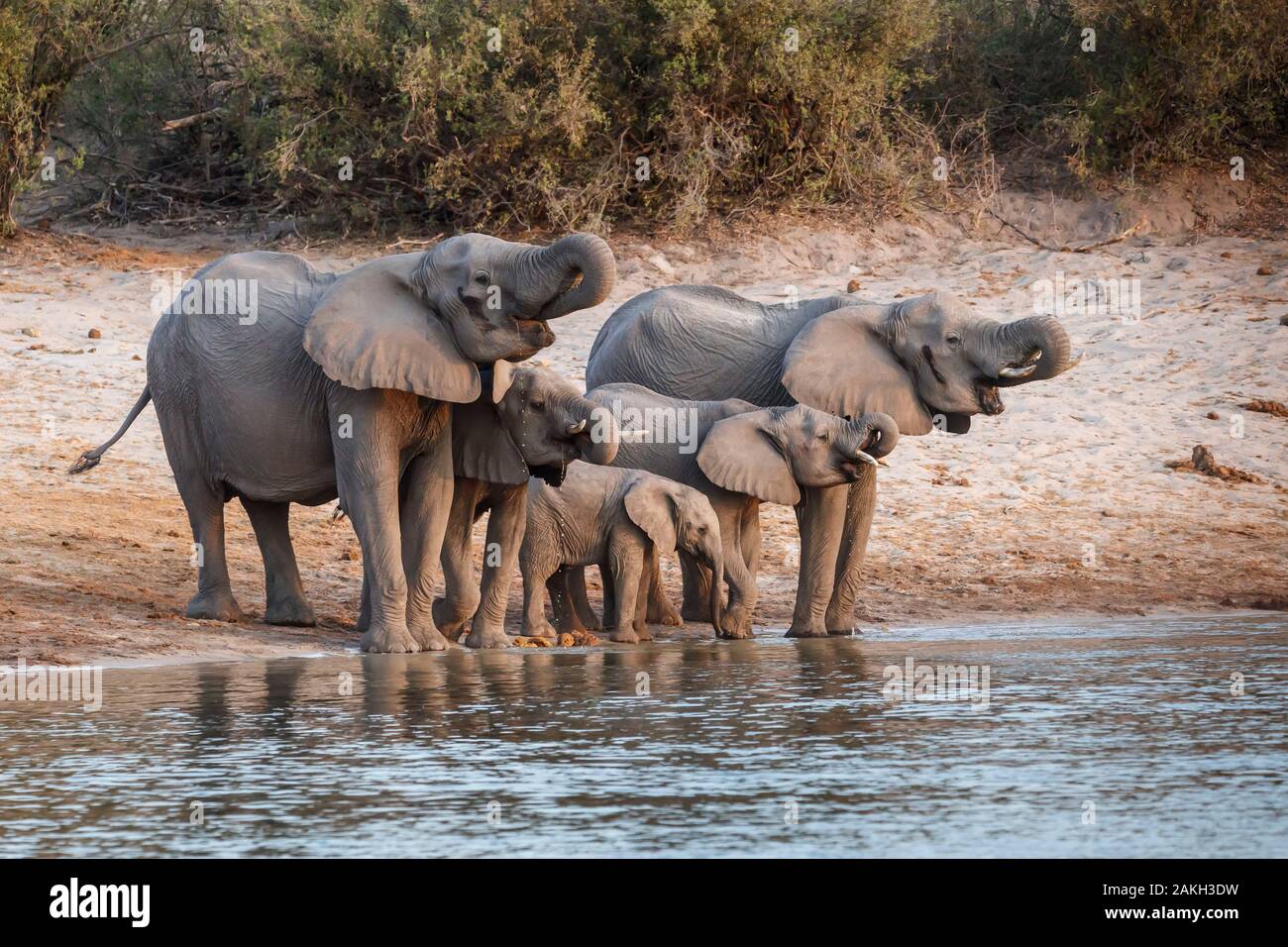 Namibia, Kavango province, Bwabwata National Park, african bush elephant herd (Loxodonta africana) drinking in the Okavango river Stock Photo