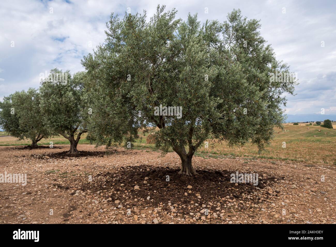 Olive trees in a grove, Provence, Southern France Stock Photo Alamy
