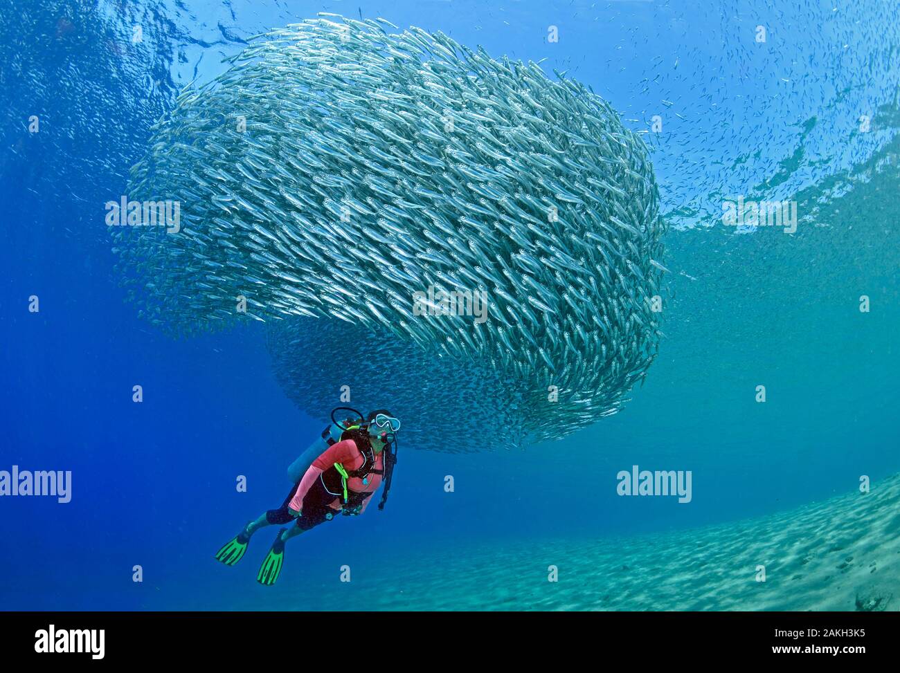 Egypt, Red Sea, a school of sand smelt fish (Atherina sp.) Stock Photo