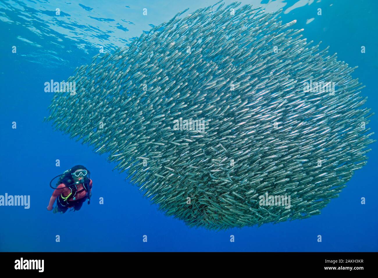 Egypt, Red Sea, a school of sand smelt fish (Atherina sp.) Stock Photo