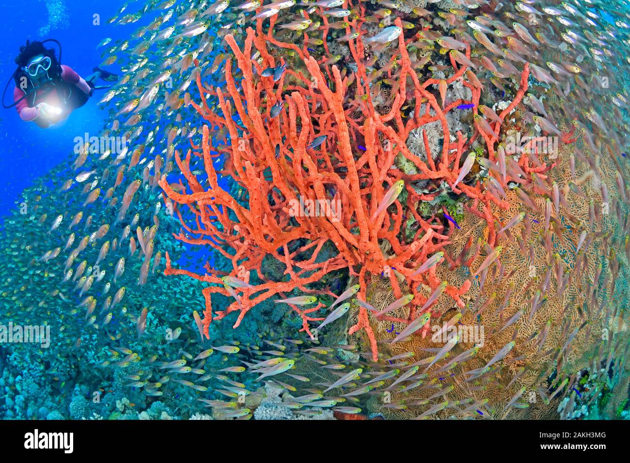 Egypte, Red Sea, glass-fish (Parapriacanthus guentheri) and red bushy sponges Stock Photo