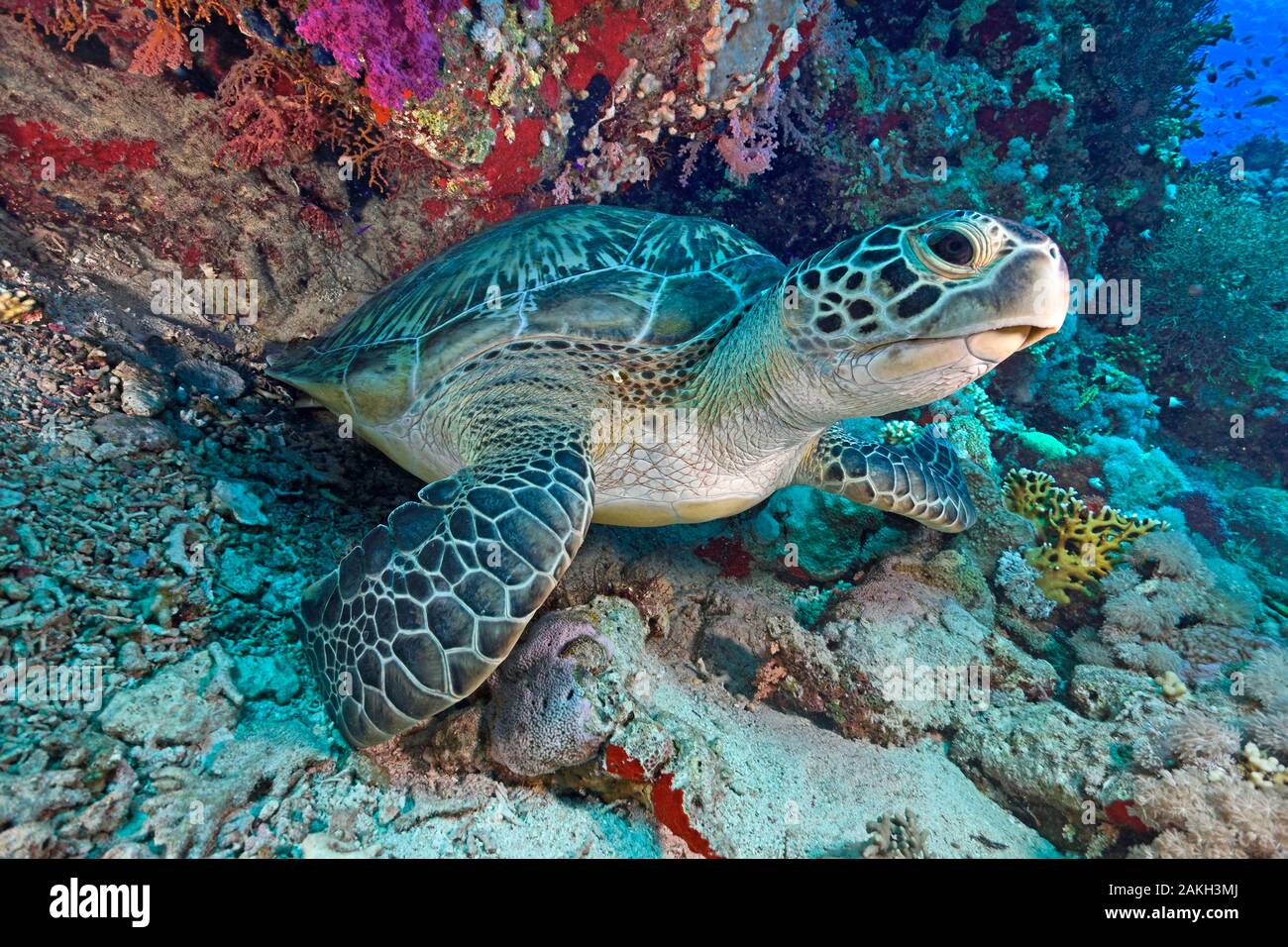 Egypt, Red Sea, a hawksbill turtle (Eretmochelys imbricata) Stock Photo