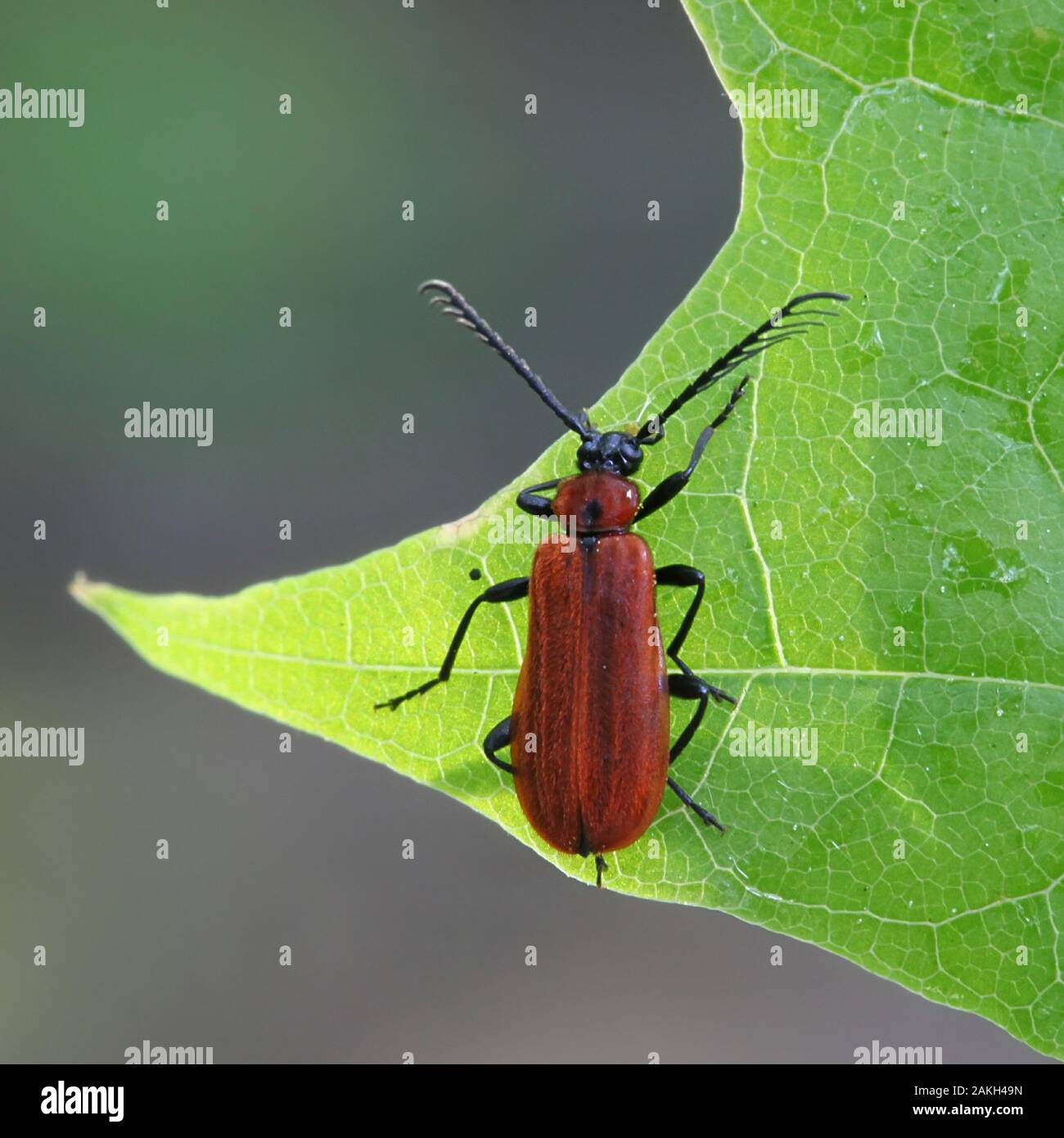 Schizotus pectinicornis, known as the scarce cardinal beetle Stock Photo