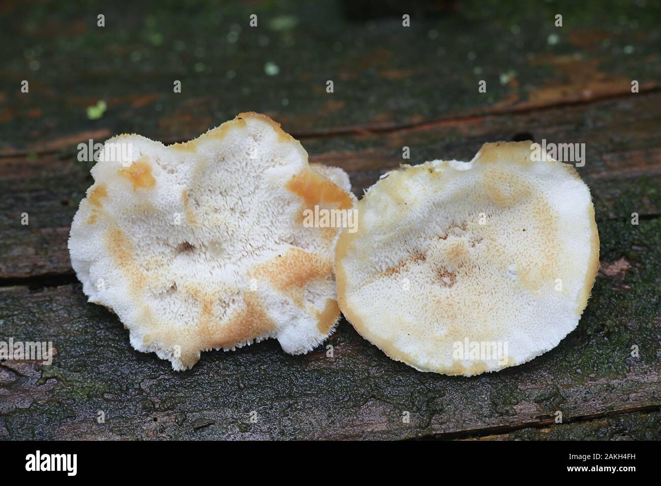 Postia fragilis, known as the Brown-staining Cheese Polypore, wild bracket fungi from Finland Stock Photo