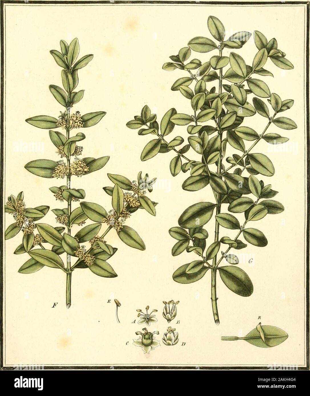 Herbier De La France Ou Collection Complette Des Plantes Indigenes De Ce Royaume Avec Leurs Proprits Et Leurs Usages En Medecine 7 Ju A R Fjinw Rruii Jtm Ra T Futt Fir H Fff I Tf E T E Etafie F F A F N Er Re